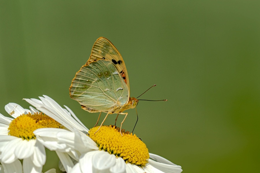 Argynnis pandora