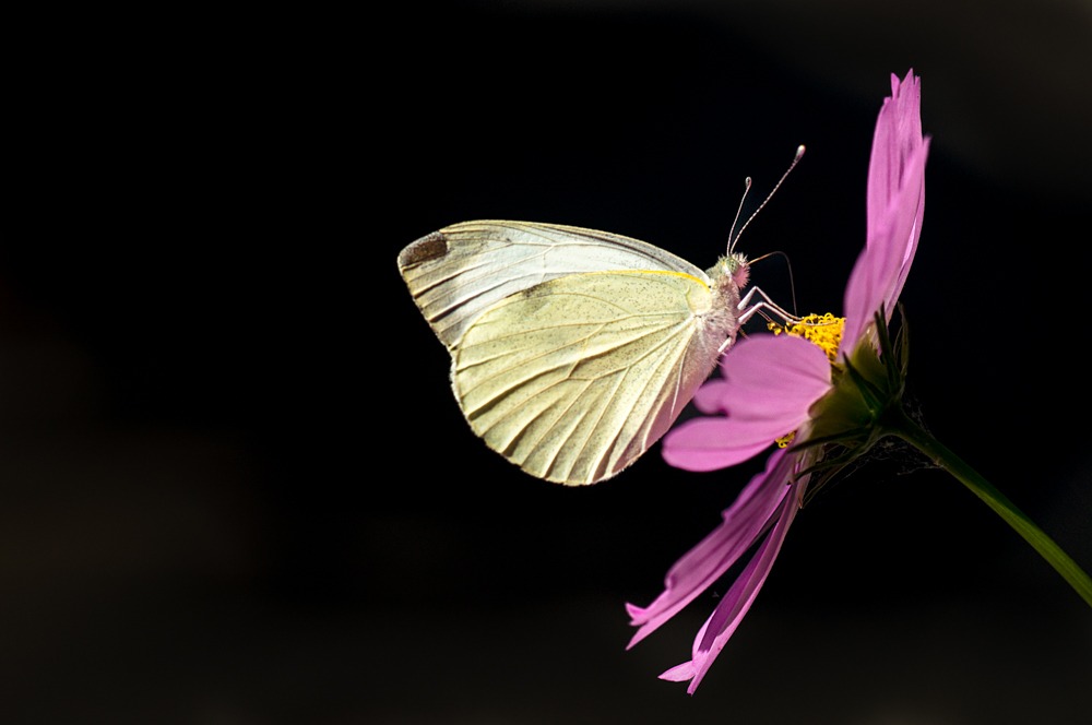 Pieris brassicae
