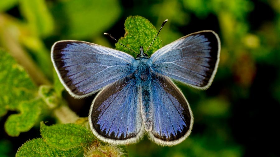 Glaucopsyche alexis