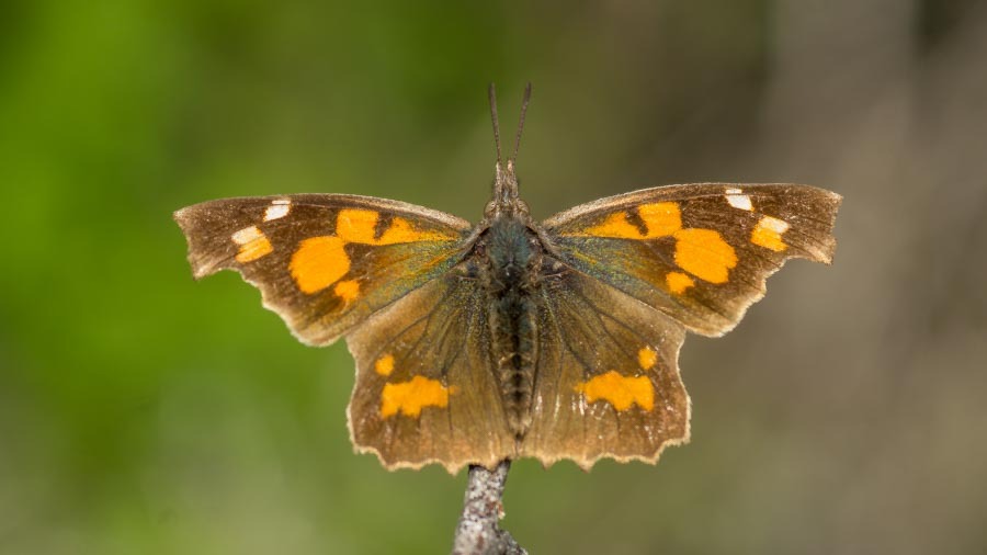 Libythea celtis