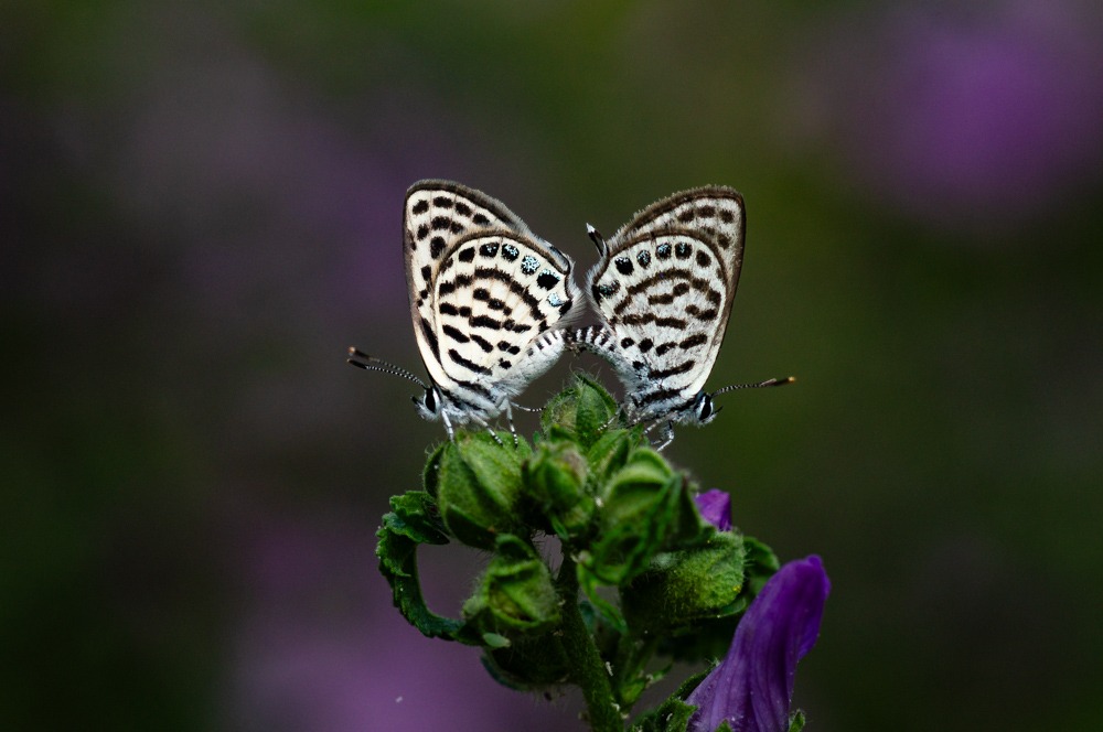 Tarucus balkanicus
