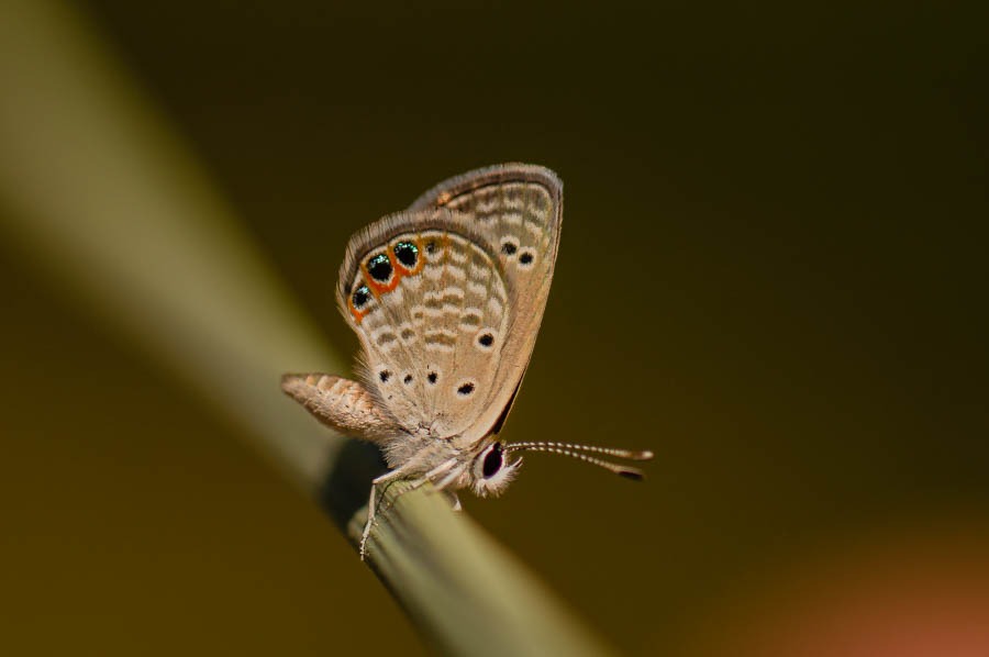 Chilades trochylus