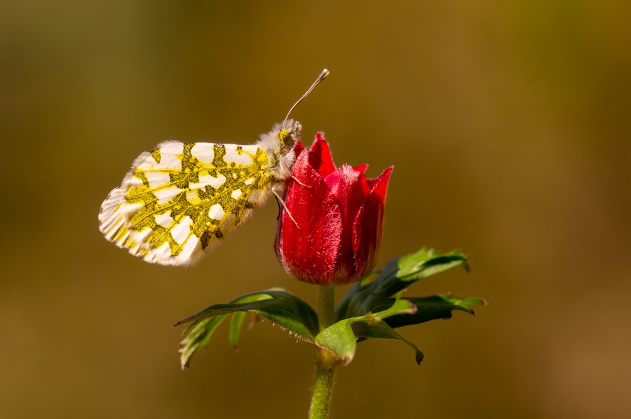 Anthocharis cardamines