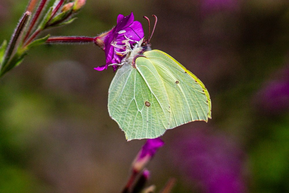 Gonepteryx rhamni