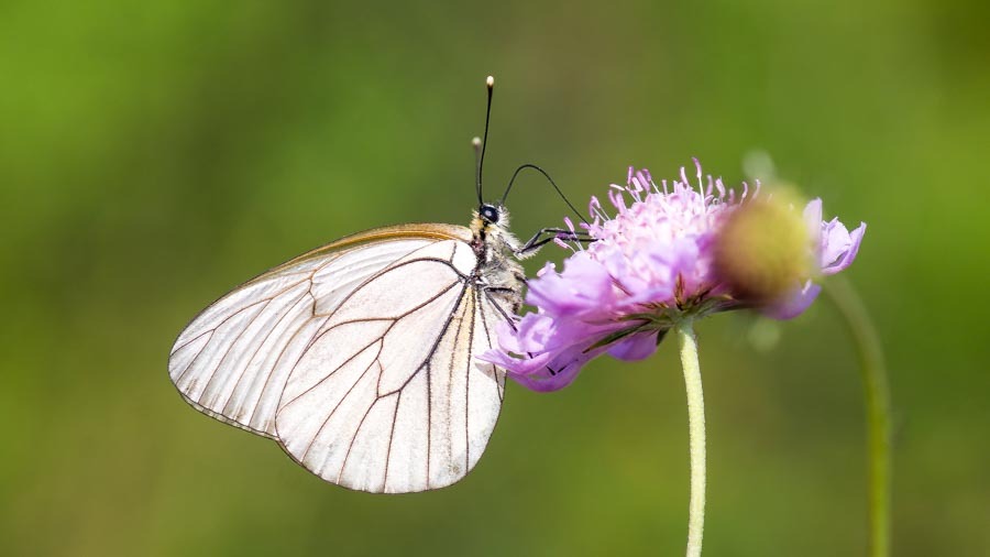 Aporia crataegi